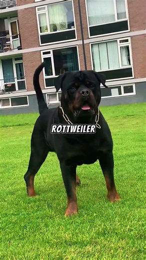 TOP 5 Guard Dogs Criminals Avoid 🐶 #shorts #police #policedogs #dog #pets