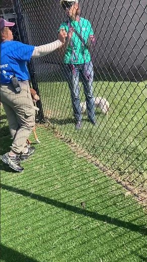 American foxhound Barking at small dog
