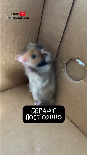Roborovski's Hamster 🐹 The Smallest Hamster