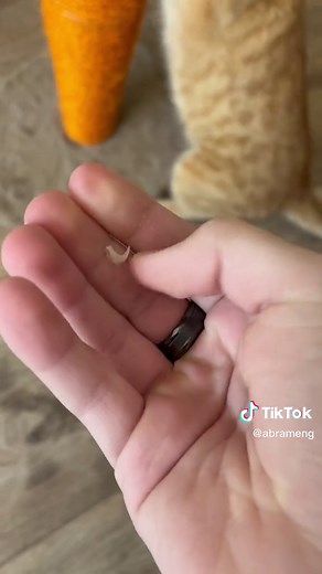 Cat Claw Shedding: What to Expect