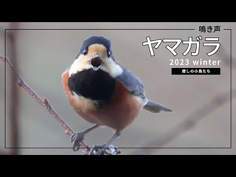 ヤマガラのよく聴く鳴き声いろいろ