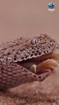 The Secret Life of Snakes, part- 3 | Snake Documentary | Wildlife & Nature Film (4K) #snake #shorts