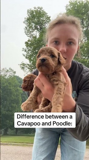 The difference between a Cavapoo and poodle ! #puppy #cavapoo #available