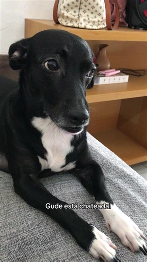 Os vídeos de GudeGude (@minhagude) com som original - GudeGude