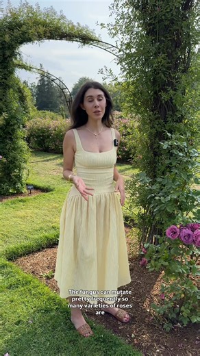 #summersolsticeOne of the most common problems with roses is black spot, a fungal disease that causes unsightly damage to leaves of roses. This fungus spreads via water and thrives in moist and wet conditions. Unfortunately a super wet and rainy spring can make it worse.The good news? There are many varieties of roses that are black spot resistant. When deciding to add a new rose to your garden, always look up the disease resistance of each variety you're considering. #gardening #roses #rosecare