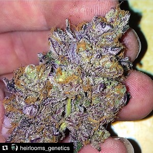 CBD Mango Haze | Marijuana Strain Reviews