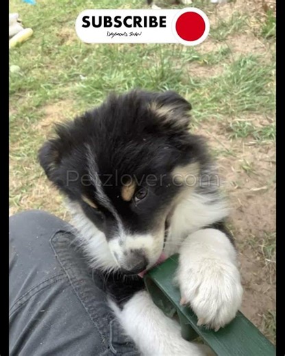 Freckles, a handsome Male Australian Shepherd puppy
