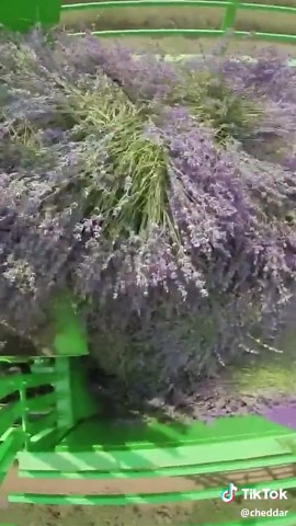 Soothing Lavender Farming at Purple Moon Lavender Farm