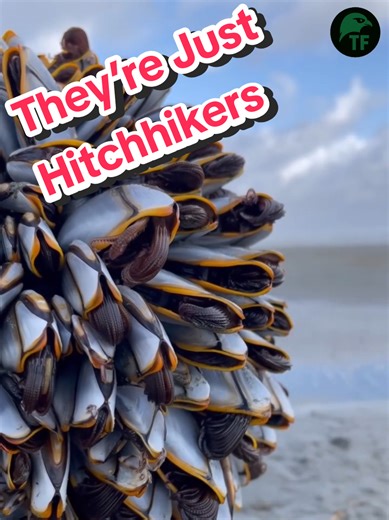 Understanding Barnacles: Nature's Ocean Cleanup Crew