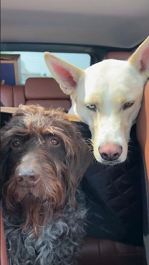 How to keep fur from taking over your house | The Pack