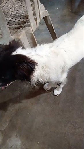 The Science Behind Male Dogs' Obsession During Heat!🐾🐕🔥😂#doginheat#shorts