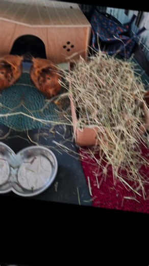 Lots of popcorning with these 2tiday with there fresh box of hay to explore 😍 #exoticpets #happyanimals #fyp #guineapigsoftiktok #guineapig
