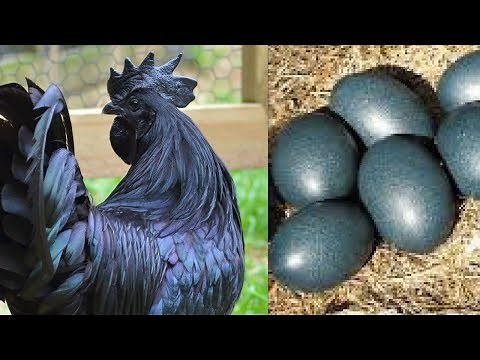When these eggs hatched they stunningly revealed a completely black chicken
