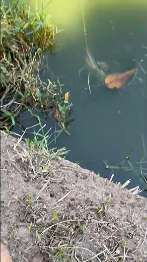 GIANT Catfish EXPLODES on Sausage Bait!! (INSANE Underwater Strike)