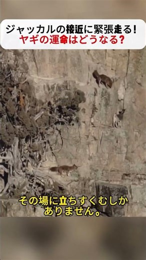 What will happen to the goat? #Jackal #Survivalofthefittest #Natureobservation #Survival #WildMom...