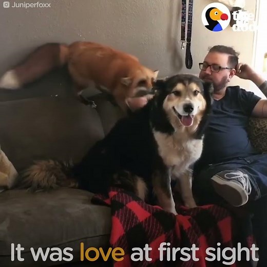 Fox And Dog Do Everything Together
