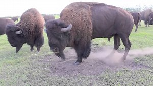 6.1K views · 62 reactions | A Bison Bull in Mating Season | Animal World | Facebook