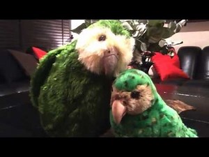 movie：カカポの鳴き声。