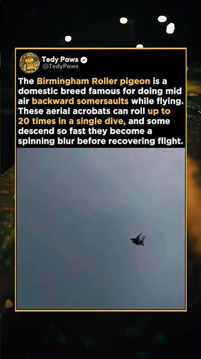 This Pigeon Does Backflips While Flying