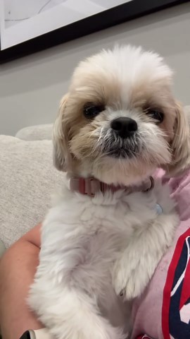 Stella the Talking Dog’s Howling Adventure