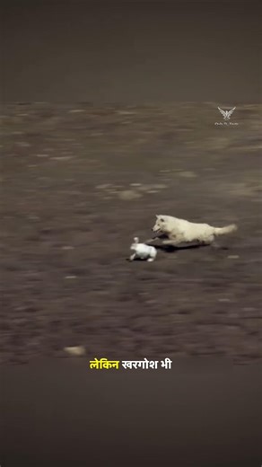 खरगोश ने चार जंगली भेडीयो से अपनी जान बचाई। | Four Wild Wolves Vs Rabbit | #rabbit #wildwolf #shorts
