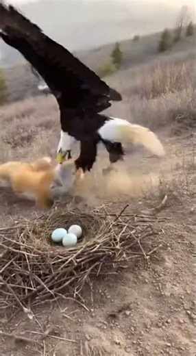 Epic Battle: Bald Eagle vs. Fox in the Wild #BaldEagle #shorts