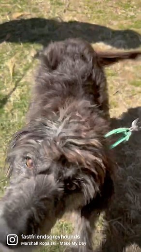 wait for it ... 😂 | Fast Friends Greyhound Adoption Center