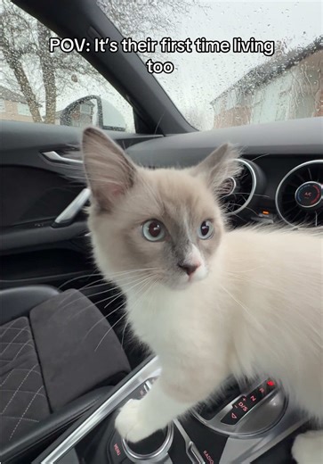 None of them chipped in for petrol btw #cats #freeloaders #ragdolls #ragdollsoftiktok #ragdoll #fyp #passenger