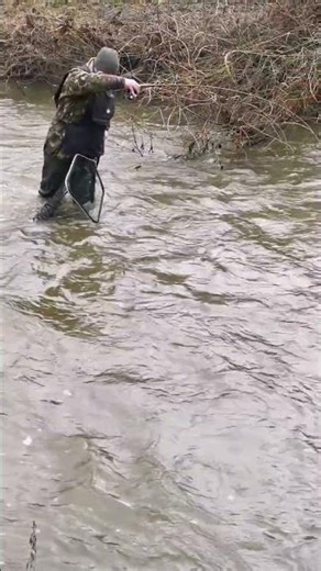 Chub on the Old vintage fly rod #fishing #vintagetackle #chub #angling