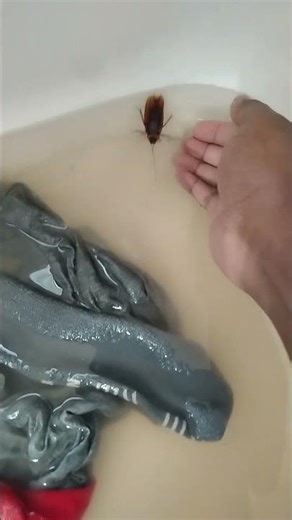 Big ole cockroach in my house. OMG have u ever seen one this big