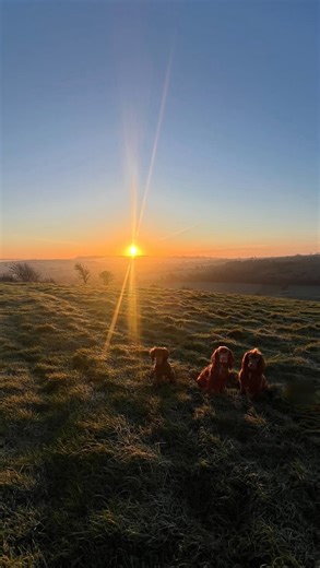 The VarioCage and Boot Manners @adharadogtraining Teaching your dog to wait calmly in the boot until invited out isn’t just about manners, it’s about safety, impulse control, and setting the tone for a calm, focused walk. Boot Manners with a MiMSafe crate: 1. Start in a quiet, safe place like your driveway. 2. Open the crate door just a crack. If your dog moves, gently close it again. 3. Repeat until dog waits and doesn’t move 4. Reward calm waiting and then release them with a clear cue like “O