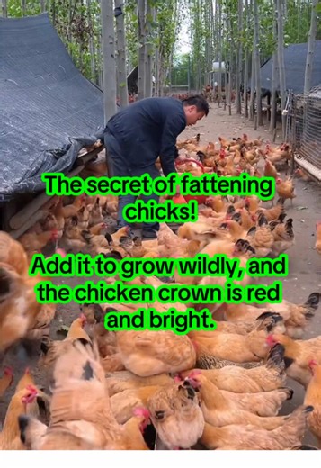 The Secret to Fattening Chicks for Optimal Growth