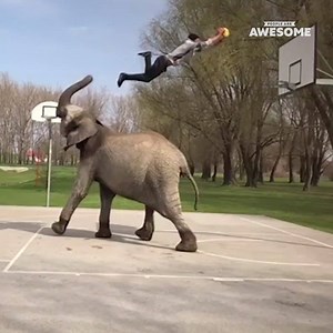 What an amazing relationship between man and animal! 😍🐘 | People Are Awesome