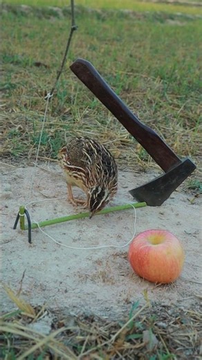 Beautiful Creative Bird Trap Make From Axe & Bamboo #youtubeshorts #outdoors
