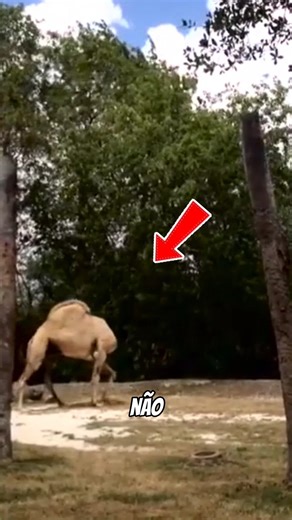 Animals that don't die even when cut #shorts