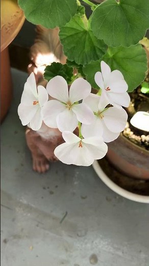 Geraniums blooming continuously #flowers #gardening #cuttings