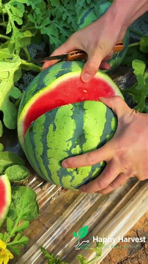 🍉✋ **Hand-Harvesting Mature Watermelons: Efficient Picking via Natural Vine Detachment**