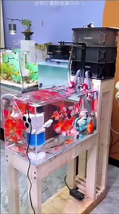 What Happened Inside This Fish Tank Is Crazy!