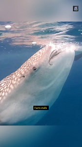 159K views · 1.4K reactions | Whale Shark  | Facts Stalls | Facebook