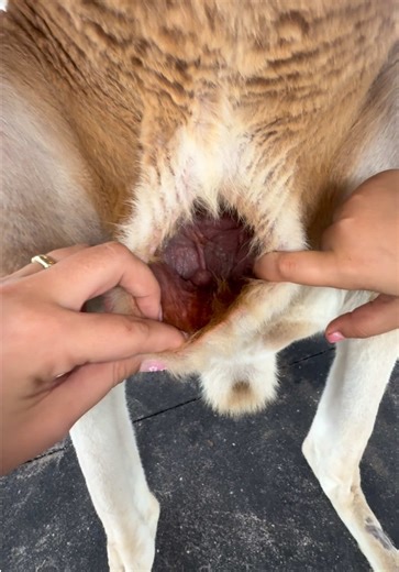 Wow! The inside of a Kangaroos Pouch!! AMAZING isn’t it? | kangaroos pouch inside