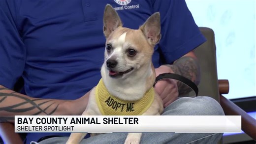 Shelter spotlight: Meet Bonita from the Bay County Animal Shelter