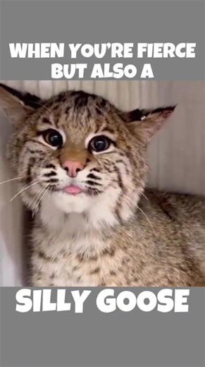 Bro really said😛😹 #lynx #silly #cat