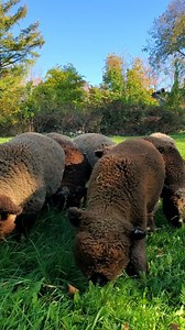 Boop the nose? Or did I get booped? Sometimes sitting outside results being surrounded by waddling fluffs. Wouldn't have it any other way though. ❤️ 🐑 | Apple Fox Farm