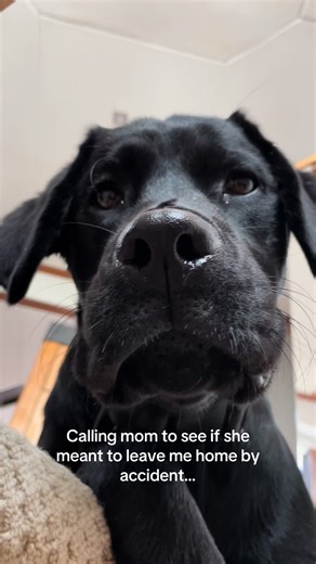 Funny Labrador Puppy Video Calls Mom