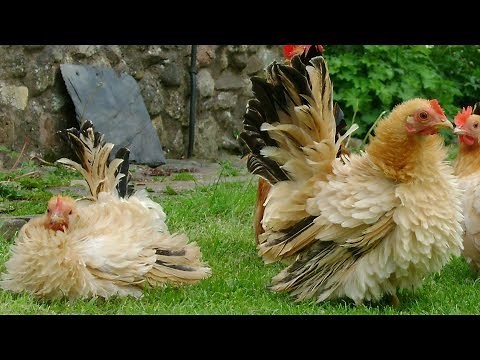 Frizzle Chickens | Docile Lawn Ornaments