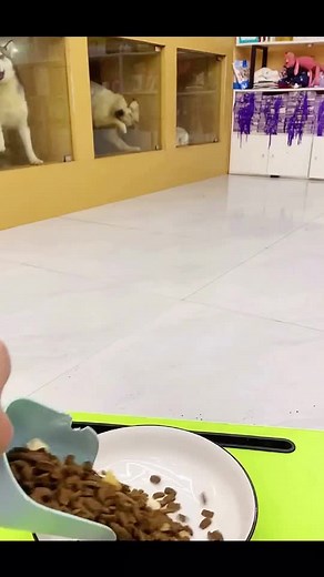 😅😅#pet #petsoftiktok #fyp #foryou #foryoupage #dog #dogsoftiktok #puppiesonly