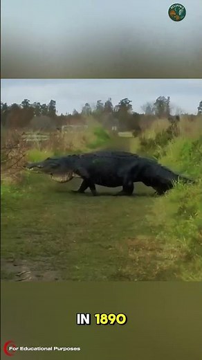 How Big Can an Alligator Really Get? #documentary#usashorts#fyp
