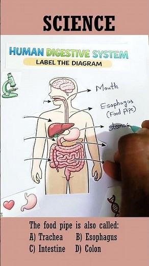 Human Digestive System | Organs, Functions & Digestion Process