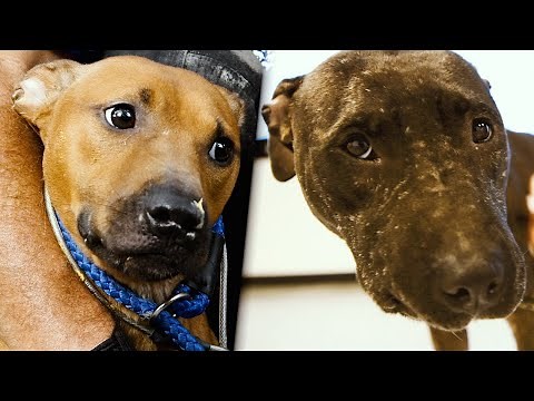 Dogs rescued from alleged dogfighting