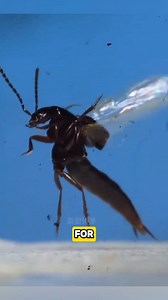 You think this bug is shaking its butt to be cute? Wrong. It’s actually folding wings that are three times longer than its body into a shell the size of a fingernail. This is the rove beetle. Using just its abdomen, it tucks away massive wings made of chitin and rubber-like resilin—materials strong and flexible enough to be folded thousands of times without damage. In a life-or-death situation, you might think this design would slow it down and get it eaten before takeoff. But its wings unfold i